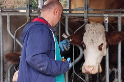Kırklareli’de Hayvan Aşılamaları ve Kontrolleri Devam Ediyor