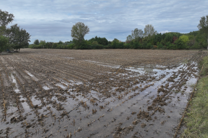 Geçen Yıl Kuru Toprağa Ekim Yapan Trakya Çiftçisi Son Yağışlarla Moral Buldu