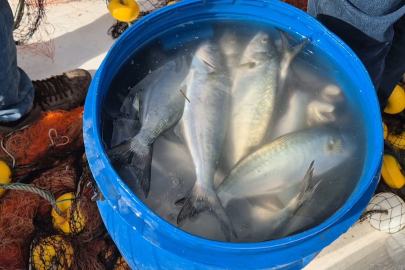 Tekirdağ'da Ağlara Takılan Lüfer Yüzleri Güldürdü