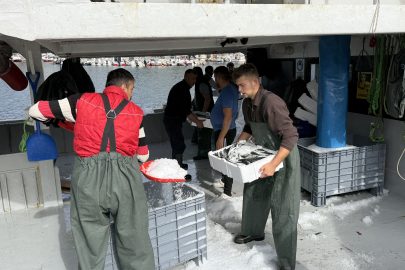 Tekirdağ'da İstavrit Bolluğu Balıkçıların Yüzünü Güldürüyor