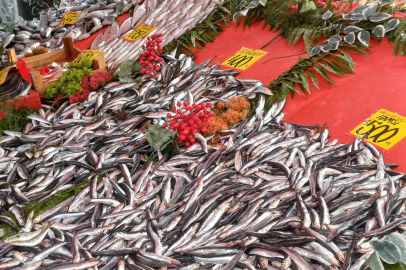 Edirne’de Balık Bolluğu Yakın