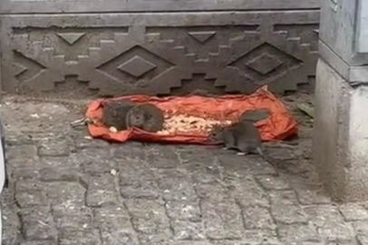 Tekirdağ'da Vatandaşlar Tedirgin: "Fareler Sokakları Bastı"