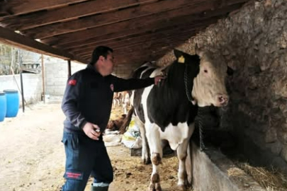 Vize’de Hayvancılık İşletmelerinde Aşılama ve Kontroller Sürüyor