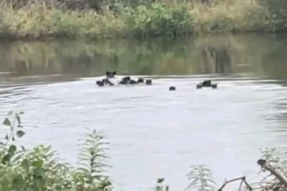 Yaban Domuzları Meriç Nehri Üzerinden Yunanistan'a Geçti