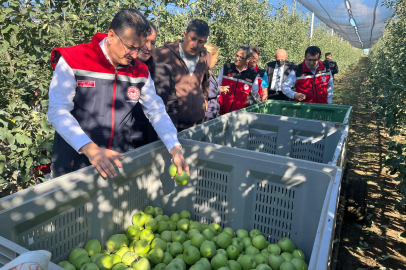 Çorlu’da Elma Bahçelerinde İnceleme