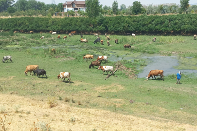 Gıda Güvenliği Kamu Denetimiyle Sağlanmalı