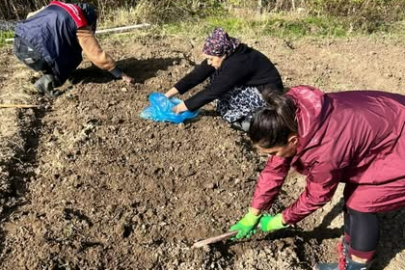 Düzova’da Salep Ekim Çalışmaları Başladı