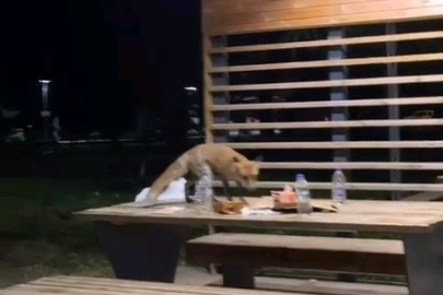 Yavru Tilki Doğum Günü Pastasına Kondu