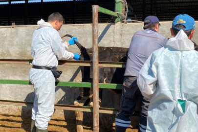 Kırklareli Deveçatağı Köyü'nde Arılık Çalışmaları Sürüyor
