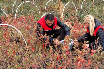 Kırklareli’nde Aronya ve Yabanmersini Üretim Tesisleri Bitki Pasaportu Kontrolünden Geçti