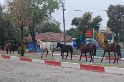 Tekirdağ'da Başıboş Atlar Trafiği Tehlikeye Soktu