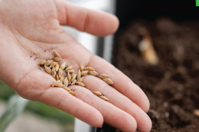 Lüleburgaz Belediyesi’nden Tohum Takas Şenliği
