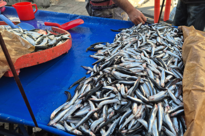 Tekirdağ'da Hamsi ve Sardalya 150 Liradan Alıcı Buluyor