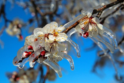 Edirne'de Zirai Dondan Etkilenen 921 Üreticiye Destek Sağlanacak