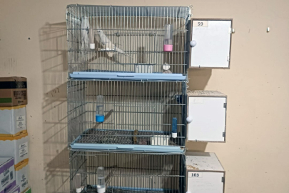 Çorlu'da Egzotik Kuş Operasyonu: Ceza Yağdı