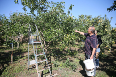 Edirne'de Çiftçiler Küçük Arazilerini Yüksek Gelirli Hünnap Üretimiyle Değerlendiriyor