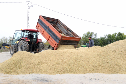 "Türkiye'nin Çeltik Ambarı" Olarak Nitelenen Trakya'da Hasat Tamamlandı