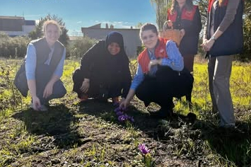 Vize’de Safran Hasadı Başladı