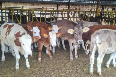 Buzağılara Brusella Aşısı Uygulandı