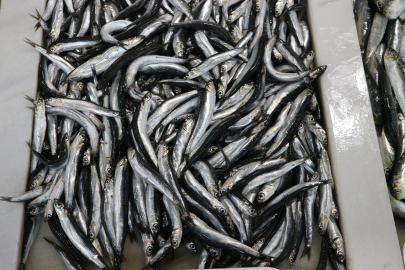 Karadeniz Hamsisi Tekirdağ'da Tezgahlardaki Yerini Aldı