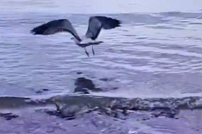 Ayağına Dolanan Sahte Oltayla Yaralanan Martı Tedavisinin Ardından Doğal Ortamında