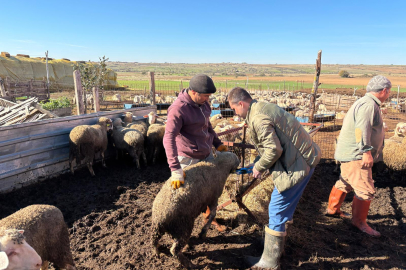 Edirne’de Hayvan Aşılama ve Küpeleme Çalışmaları Sürüyor