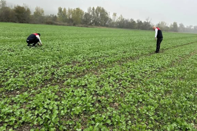 Babaeski’de Kanola Ekim Alanlarında Fenolojik Gözlemler Yapıldı