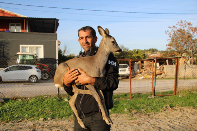 Çanakkale'de Yangından Kaçan Karaca Köyün Maskotu Oldu