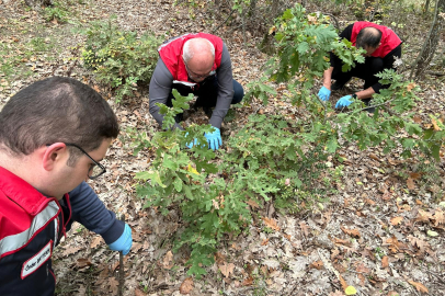 Edirne’de Süne Sonbahar Sürvey Çalışmaları Başladı