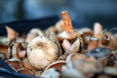 Muratlı Belediyesi’nden Mantar Zehirlenmesi Uyarısı