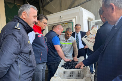 Şarköy’de Zeytin Hasadı Etkinliği Gerçekleştirildi