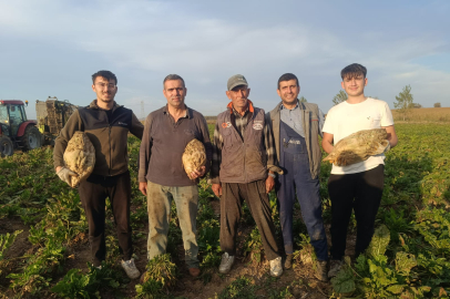 Edirne'de Pancar Hasadı Devam Ediyor