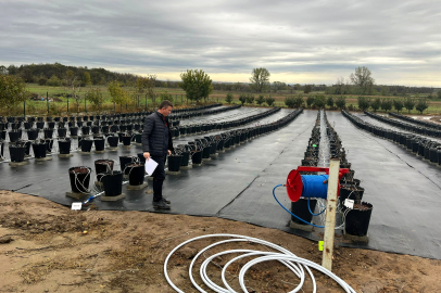 Lüleburgaz’da Yaban Mersini Bahçelerinde İnceleme