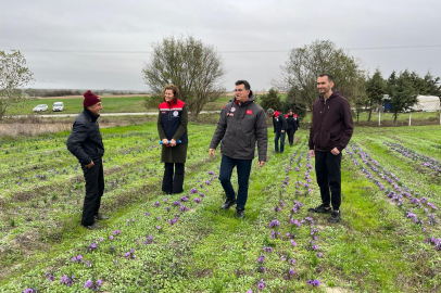 Tekirdağ’da “Kırmızı Altın” Safranın Hasadı Başladı
