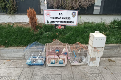 Tekirdağ'da Yasa Dışı Hayvan Üretimine Ağır Ceza