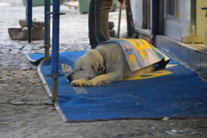 Üşüyen Köpeğe Esnaf Şefkati