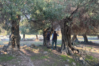 Yüzlerce Yıldır İspanya ve İtalya'dan Sonra Sadece Gökçeada'da Yetişiyor