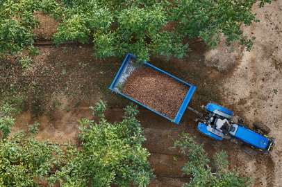 Kırklareli'nde Kıraç Alanda Ceviz Üretimine Başlayan İşletme Elektriğini Güneşten Karşılıyor
