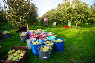 Edirne'de Devlet Desteğiyle Yaygınlaşan Meyve Bahçeleri Çiftçilere Alternatif Gelir Kaynağı Oluyor