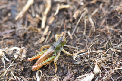 Türkiye'de Yeni Keşifle Çekirge Cinsi Sayısı 153'e Yükseldi