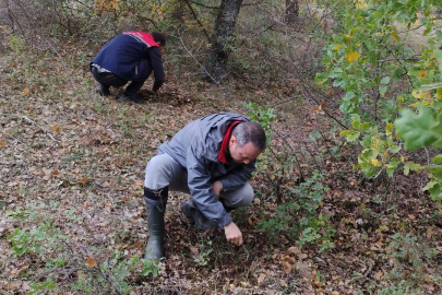 Edirne’de Süne Zararlısına Karşı Mücadele Sürüyor