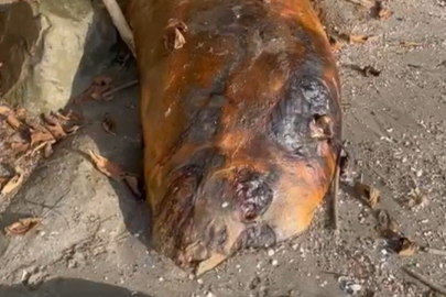 Tekirdağ Sahiline Vuran Gizemli Deniz Canlısı: Kimisi Fok Kimisi Yunus Dedi