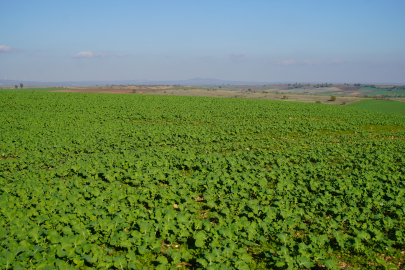 Edirne'de Son Dönemdeki Yağışlar Kanola Üreticisini Sevindirdi