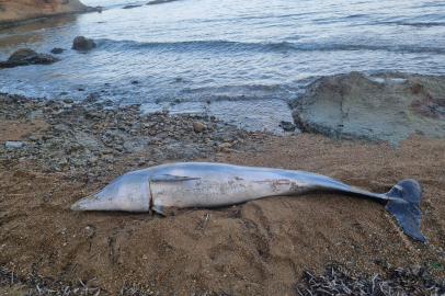 Çanakkale’de Ölü Yunus Balığı Sahile Vurdu