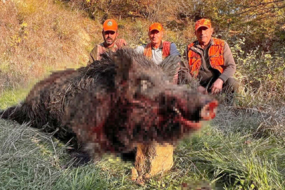 Tekirdağ'da Avcılar Bile Şaşırdı: 300 Kiloluk Yaban Domuzu Avlandı