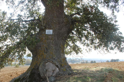 Edirne'de 57 Anıt Ağaç Bulunuyor