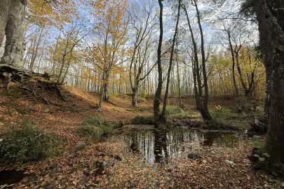 Tekirdağ'da Ormanlar Sonbahar Renklerine Büründü