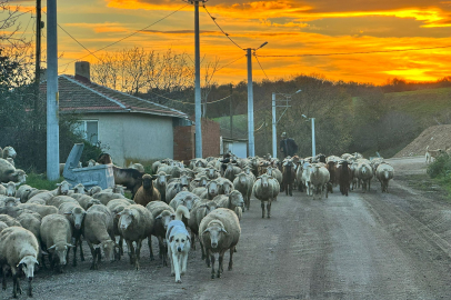 Asgari Ücretin 2 Katına Çoban Bulamıyorlar
