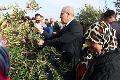 Çanakkale'de Protokol ile Zeytin Hasadı