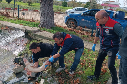 Edirne’de Balıkçıdan Örnek Davranış